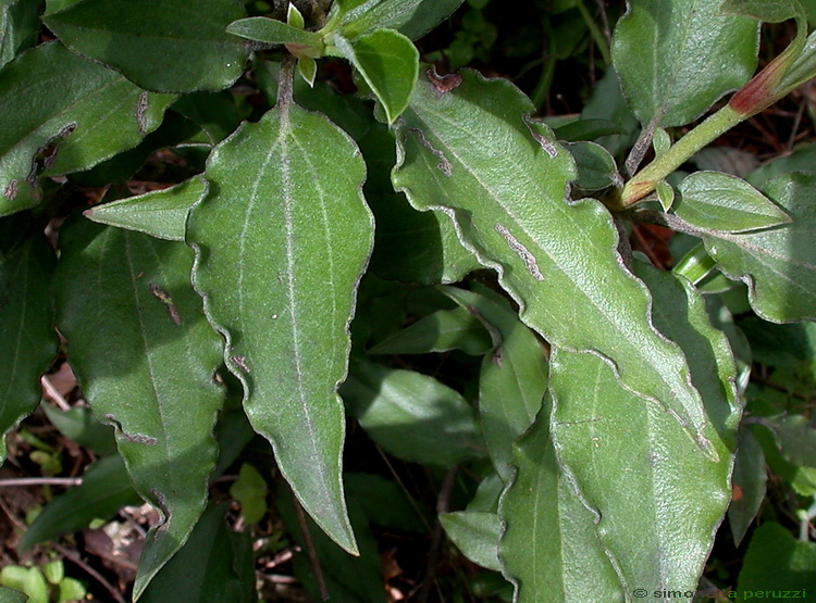 Cistus laurifolius / Cisto maggiore